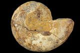 Sliced, Agatized Ammonite Fossil (half) - Jurassic #110746-1